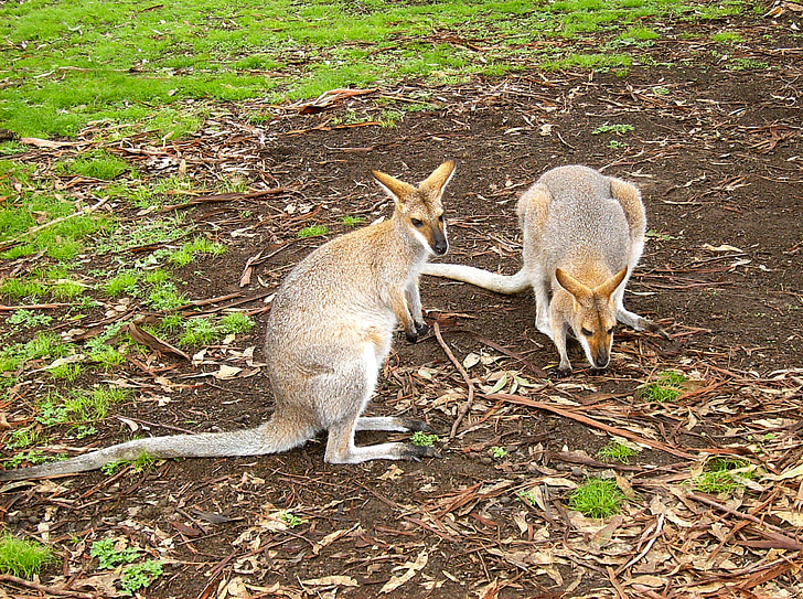 кенгуру, Австралийски, дребна порода кенгуру, дива природа, Австралия, хмел, животните
