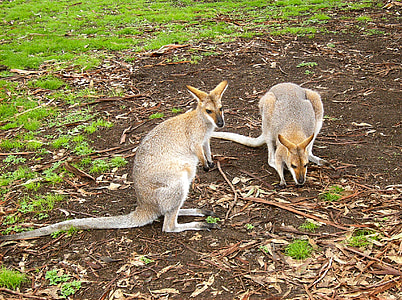 canguru, australiano, Wallaby, vida selvagem, Austrália, salto, animal