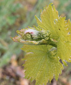 bud, grapevine, rebstock, nature, leaf, plant, close-up