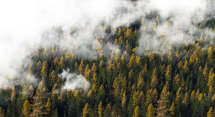 hösten, moln, faller, dimma, dimmigt, skogen, naturen