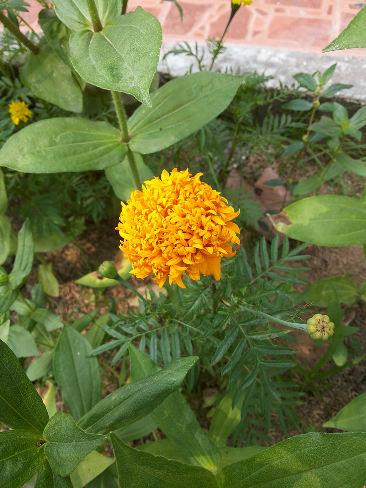 Marigold, blommor, naturen