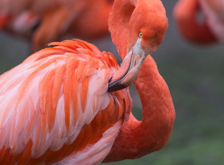 flamingas, oranžinė, laukinių, Laukiniai gyvūnai, spalva, raudona, Afrika