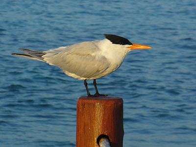 Seagull, Pole, vatten