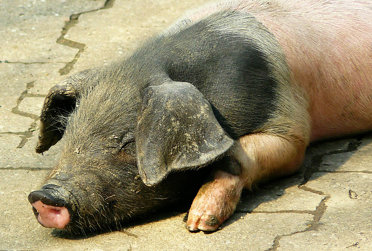 porc, porquet, porcs feliç, truja, animals, animal, granja