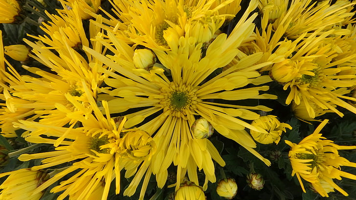 Chryzantema, fóliovník, igły, Natura, żółty, kwiat, roślina