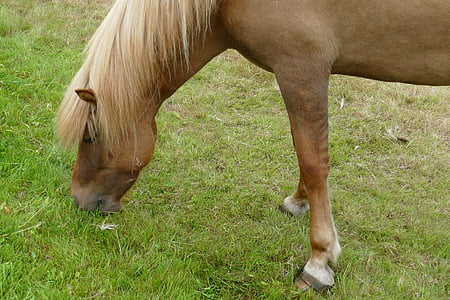 zirgs, Islande, Islandes zirgu, Islandes ponijs, krēpes, ponijs, dzīvnieku