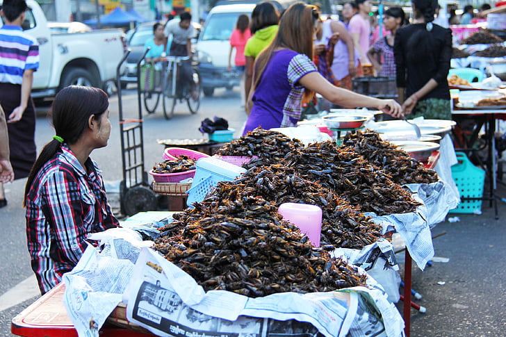 kinų kvartalas, pardavimo, kepti, tarakonai, padūkęs, užsiėmęs, gatvė
