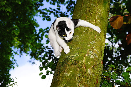 gato, árvore, escalar, gato jovem, animal de estimação, natureza, gato na árvore