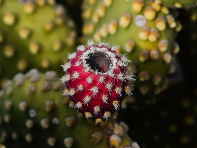 prickly pear, plant, Cactus, natuur, Middellandse Zee, fruit, rood