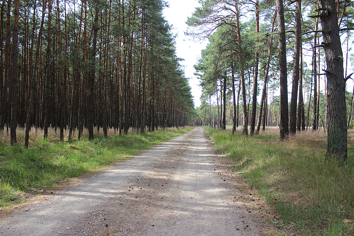 skogen, Mecklenburg, Neustadt-glewe, träd, naturen, Mecklenburg-Vorpommern, landskap