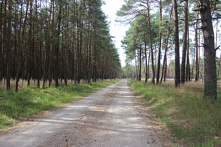 bosc, Mar Bàltica, Neustadt-glewe, arbres, natura, Pomerània Occidental de Mecklenburg-Schwerin, paisatge