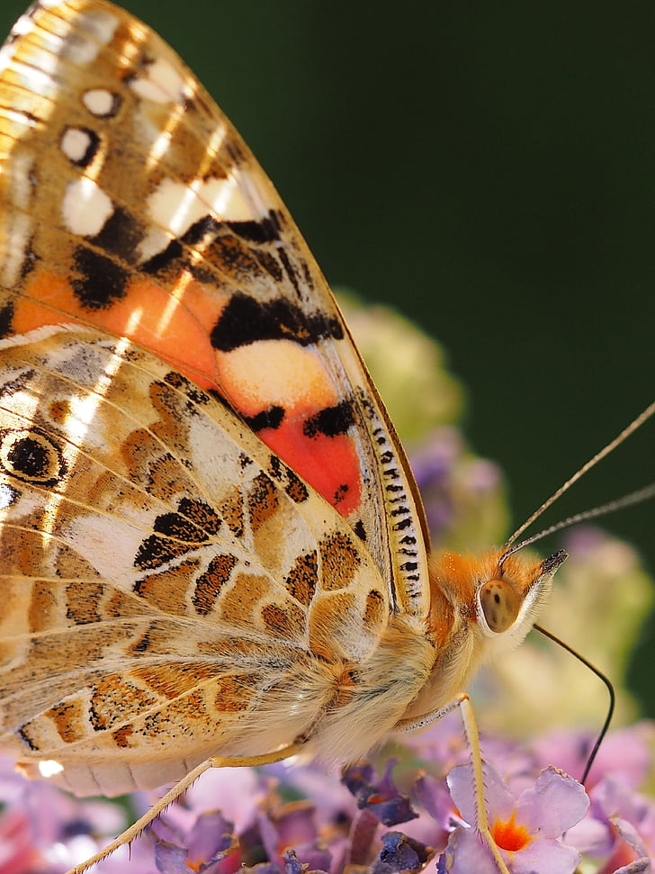 schöne Dame, Schmetterling, ledidoptere, Vanessa cardui, Nymphalidae, Vanesse Disteln, Insekten
