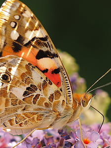 krásná dáma, motýl, ledidoptere, Vanessa cardui, Nymphalidae, Vanesse bodláčí, hmyz