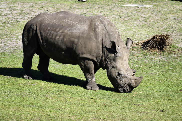 Rhino, vilda djur, djurs reserven, djur, naturen, däggdjur, vilda