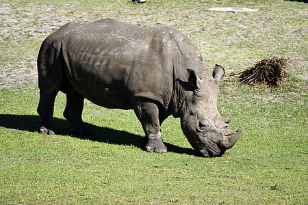 rhino, wildlife, animal reserve, animal, nature, mammal, wild