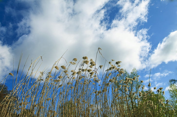 Trst, nebo, teichplanze, Marsh rastlin, oblaki