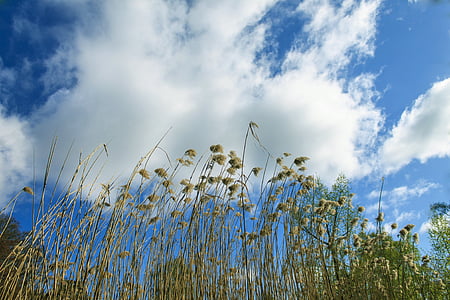 Reed, cielo, teichplanze, planta del pantano, nubes