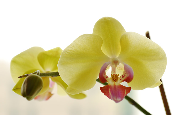 orquídea, flores, macro, limão, bela flor, plantas