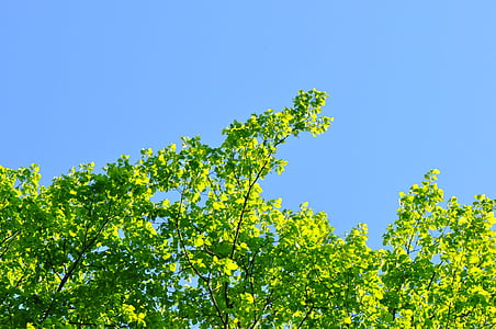 árbol, parte superior del árbol, hoja, rama, verde, cielo, cielo