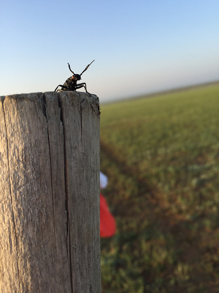 bugg, Prairie, LLL, insekt