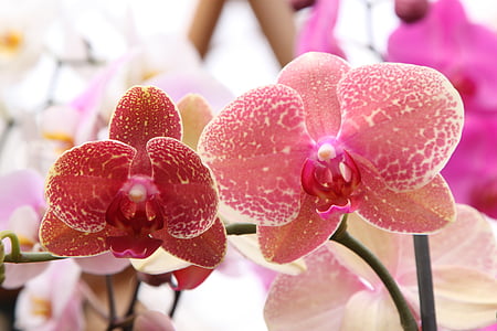 Orchidee, Phalaenopsis, Rosa, Grün, Blume, Anlage, Filiale
