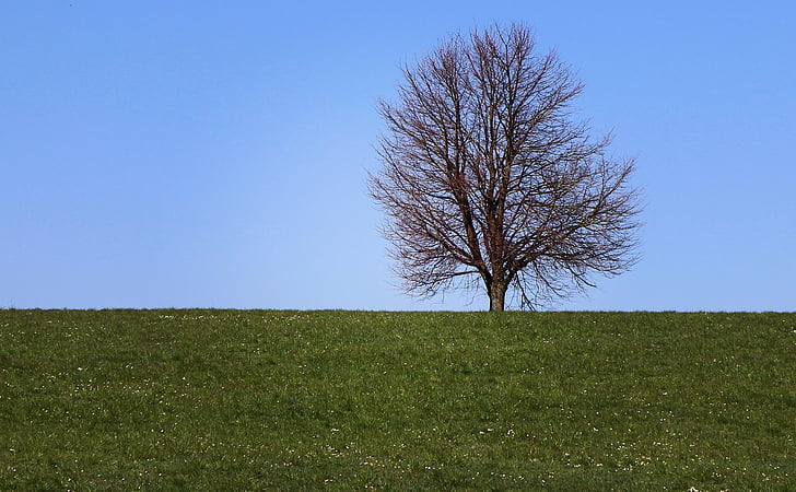 drzewo, łąka, pole, niebo, niebieski