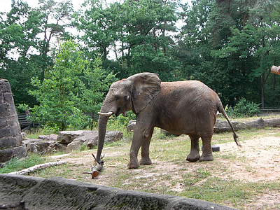 大象, 动物, 野生动物园, 自然, 厚皮类动物, 关闭, 哺乳动物