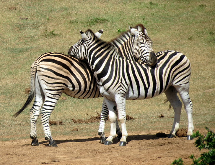 Zebras, dyr, pattedyr, Sydafrika, natur