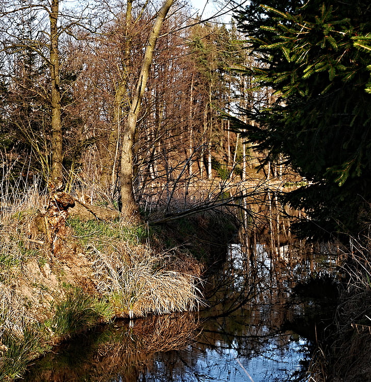 Estany, reflexió, arbres, bosc, vora de l'estany, Ledenice, mlejňák