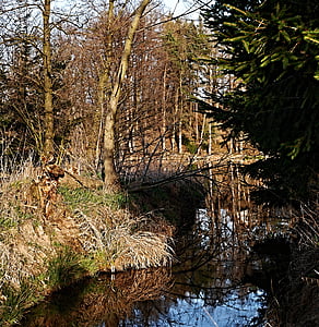 dammen, reflektion, träd, skogen, kanten av dammen, Ledenice, mlejňák