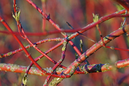 dogwood branca, Cornus alba, vermelhos knots, jardim, Bush, plano de fundo, broto