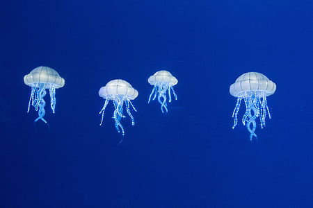 zoològic d'hamburgueses, natura, animals, meduses, sota l'aigua, animal, blau