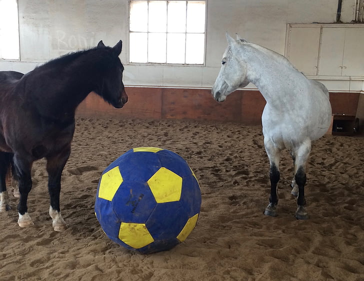 horse, ball, playing, toy, teamwork, togetherness, sport