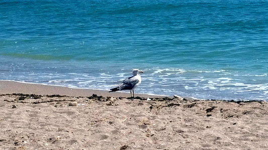 Verenigd, zwart, Seagull, zand, strand, grote, vogel