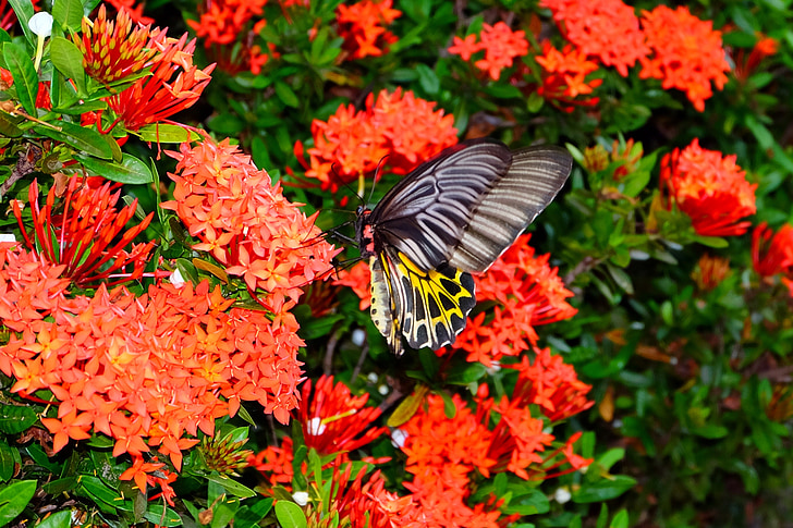 papallona, papallona de flor, flor, natura, jardí, color, colors