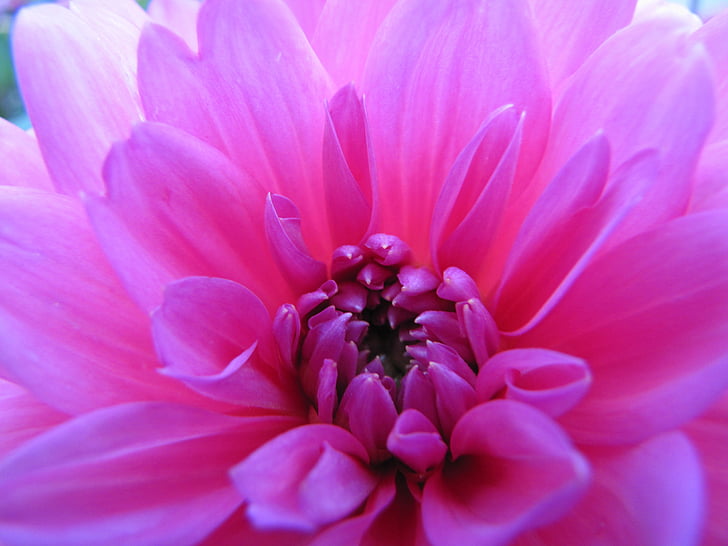 Hoa, Dahlia, màu hồng, vườn thực vật