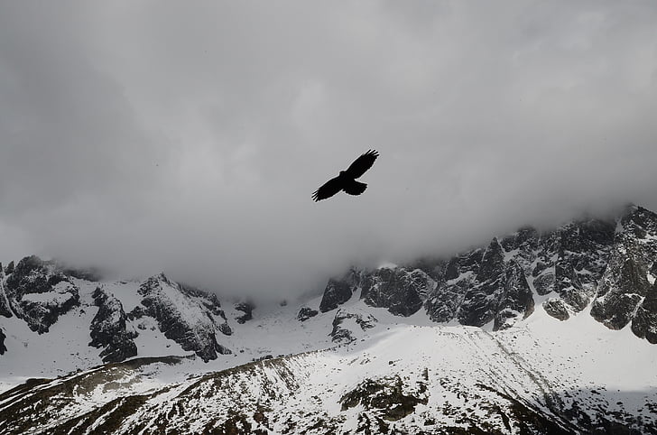 bird, black-and-white, clouds, dark, eagle, mountains, nature