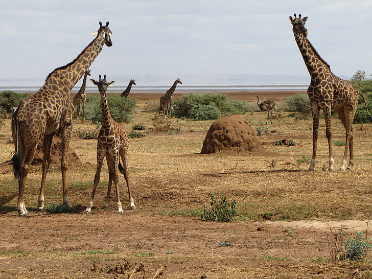 girafas, bebê, Tanzânia