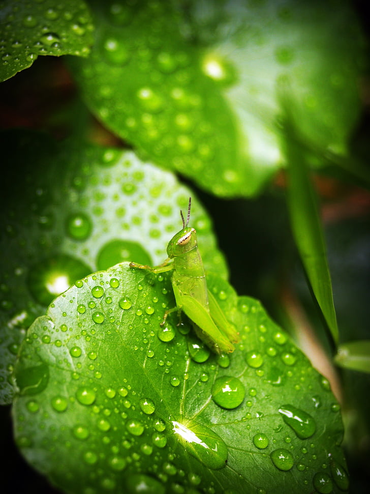 leaf, water, green, drop, background, natural, nature