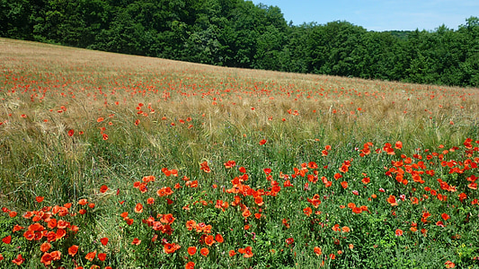 klatschmohn, tanaman liar Jerman, ladang jagung, banyak, bunga-bunga merah, musim panas