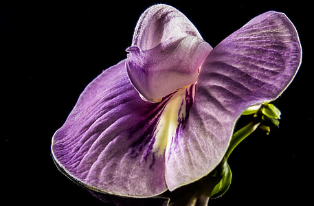 pieni kukka, kukka, Violet, violetti, Sulje, Luonto, kasvi