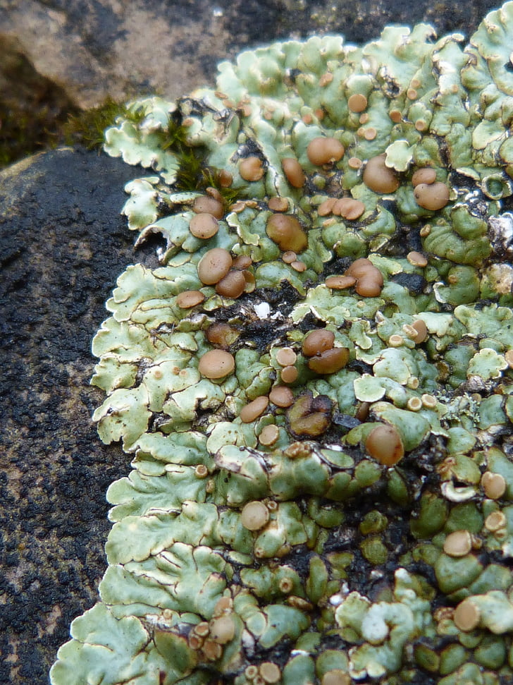 lichen, rock, autumn, moisture, moss