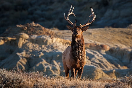 elk, bull, wildlife, nature, portrait, antlers, outdoors