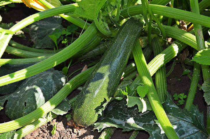 zucchini, a vegetable, pumpkin, the cultivation of, the gardener, green, vegetables