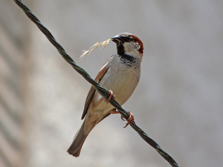sparrow, pardal, twig, harvest, food, cable