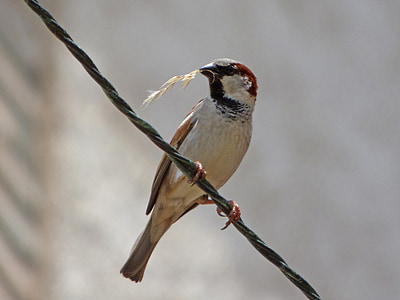 Sparrow, Značka Pardál, větvička, sklizeň, jídlo, kabel