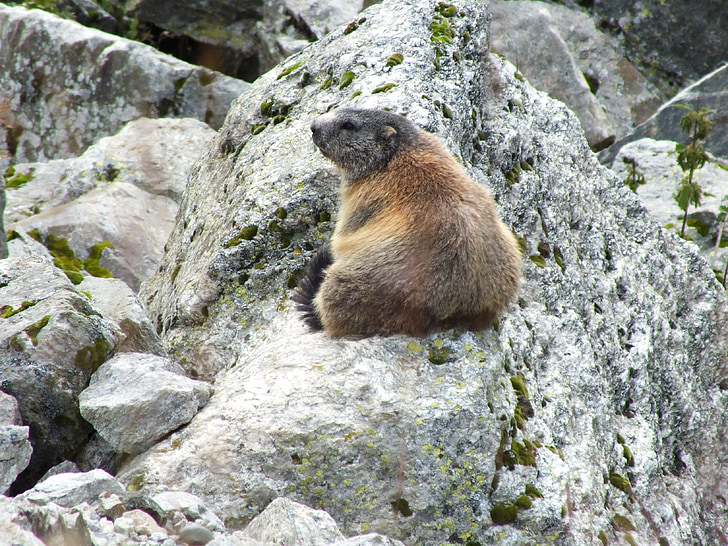 Marmot, roca, Suiza, animal, silvestre en vivo, fauna