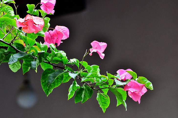 bougainvillea, flowers, pink flowers, garden, wild, sri lanka, mawanella