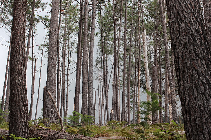 pine trees, madeira, forest, haze, mist, light, landscape