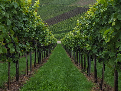 vineyard, vines, vitis, noble vine, vitis vinifera, fruits, grapes